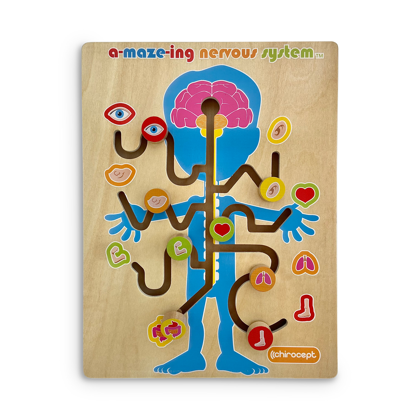 A-maze-ing Nervous System