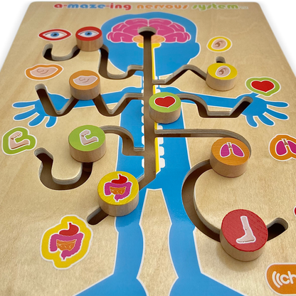 A-maze-ing Nervous System